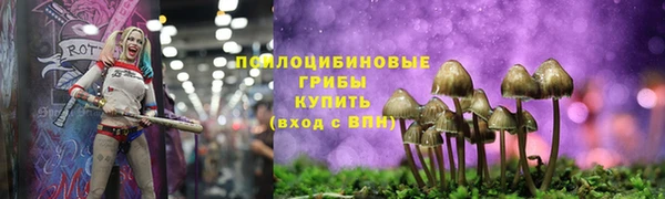 прущие грибы Елабуга
